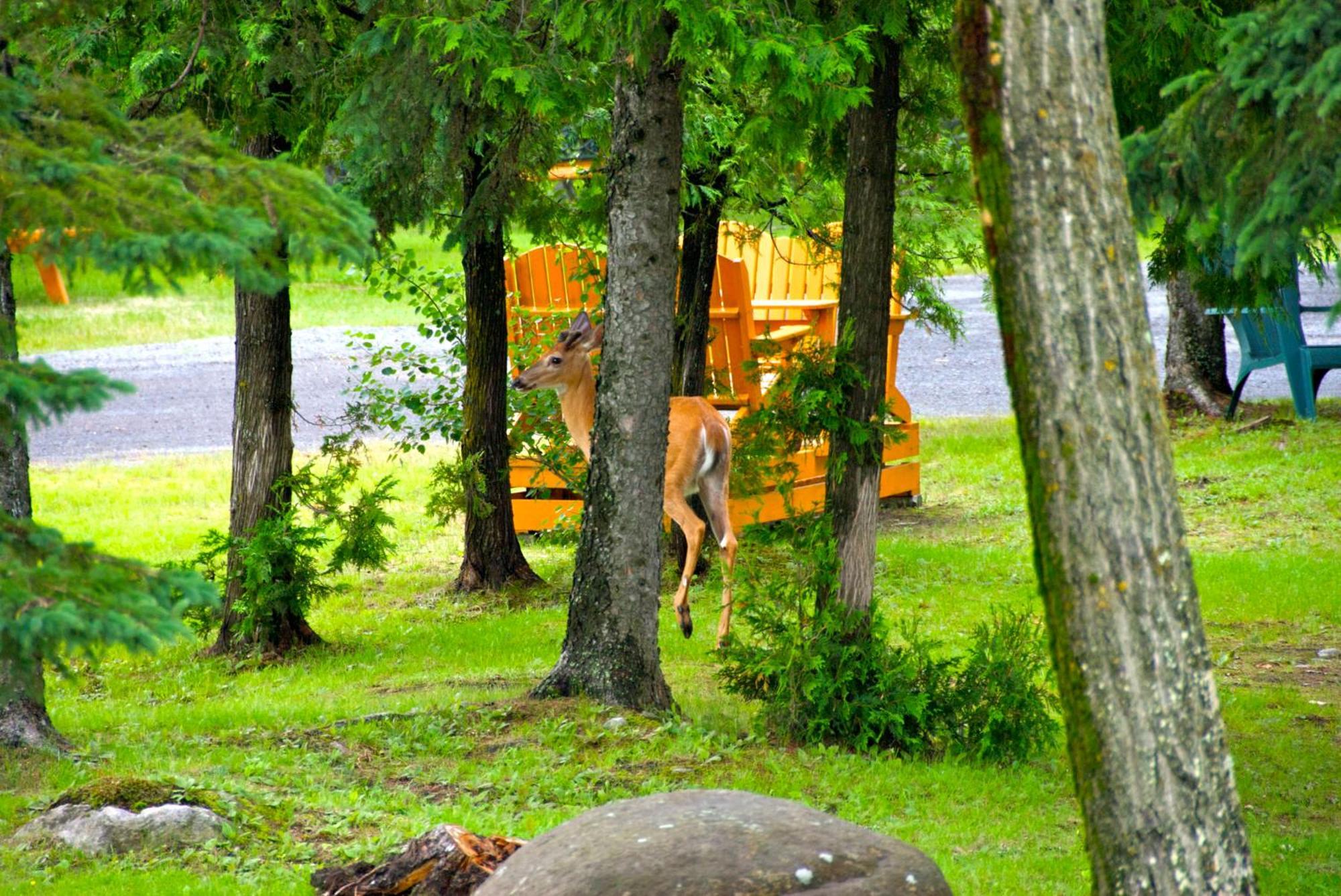 Motel Des Cascades Baie-Saint-Paul Dış mekan fotoğraf